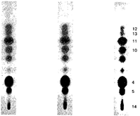 Full size image: 20 kB, Figure I